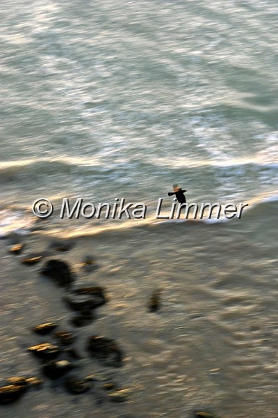 7799___moeve ueber wasser schoen.jpg